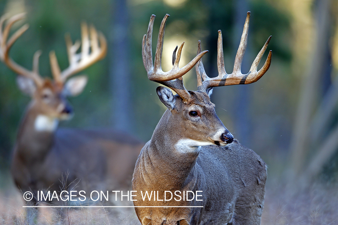 White-tailed bucks in habitat. *