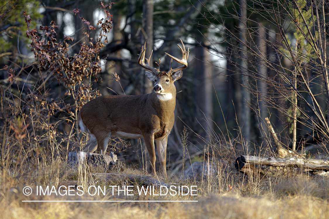 White-tailed buck in habitat. *