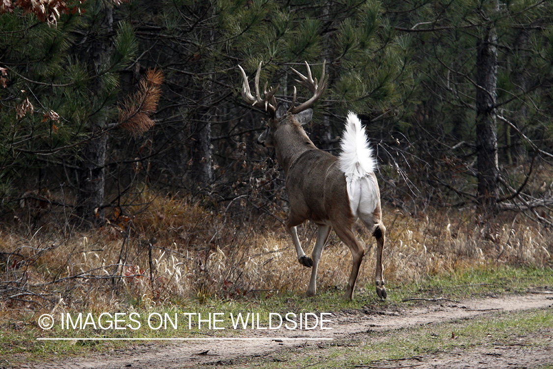 White-tailed deer fleeing.