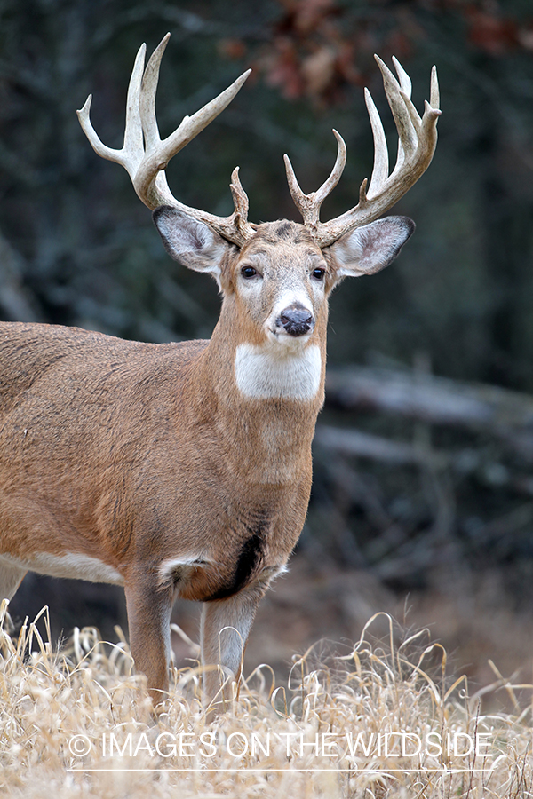 White-tailed buck in habitat. 