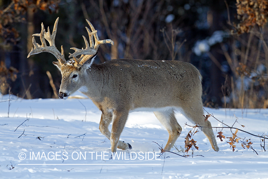 White-tailed buck in habitat. *