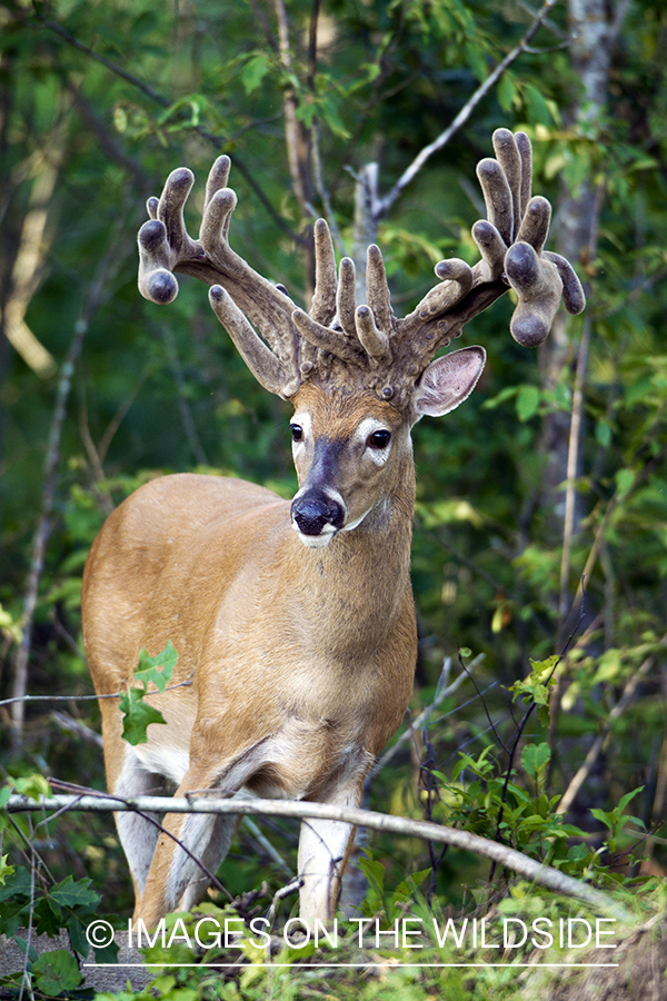 White-tailed buck in summer habitat *