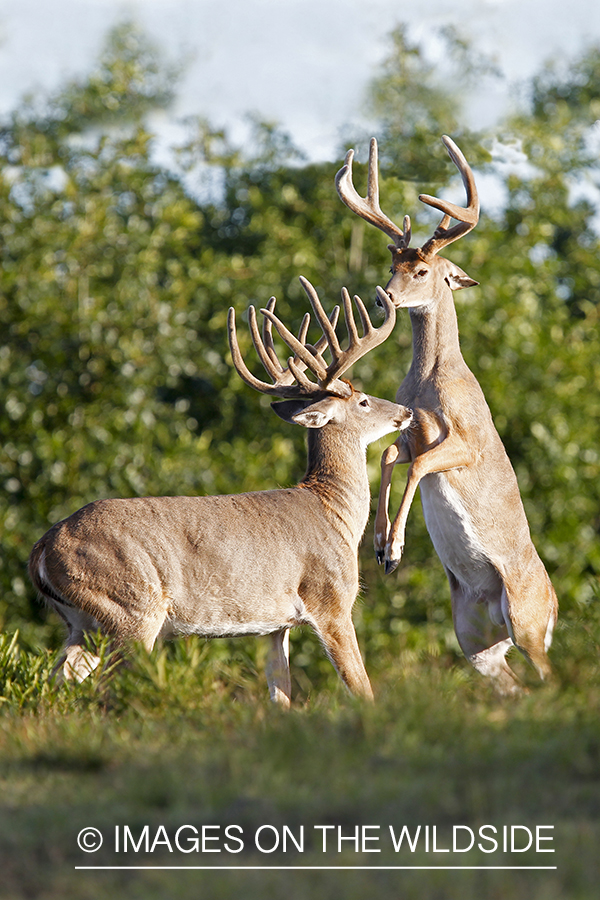 White-tailed bucks fighting. 