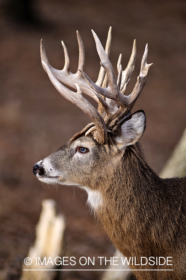 White-tailed buck in habitat. 