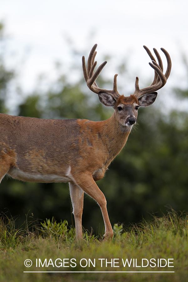 White-tailed buck in velvet.  