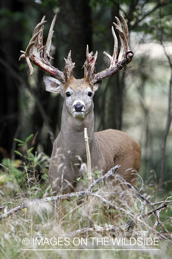 White-tailed buck shedding velvet.  