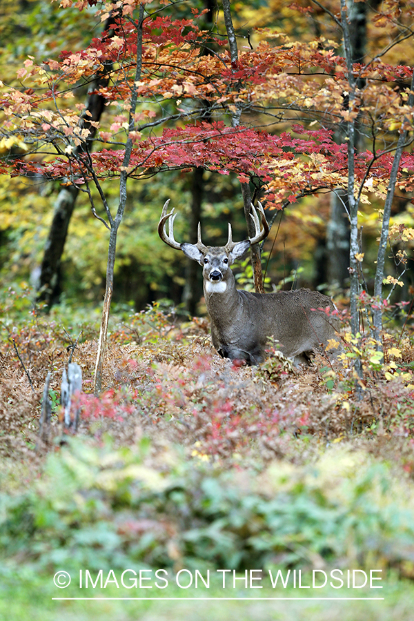 White-tailed buck in habitat. 