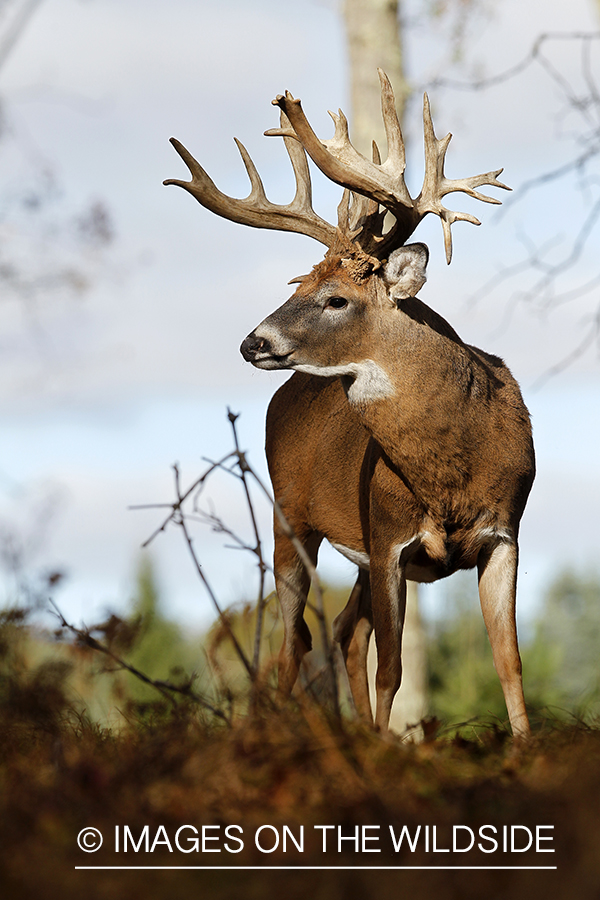 White-tailed buck in habitat. 