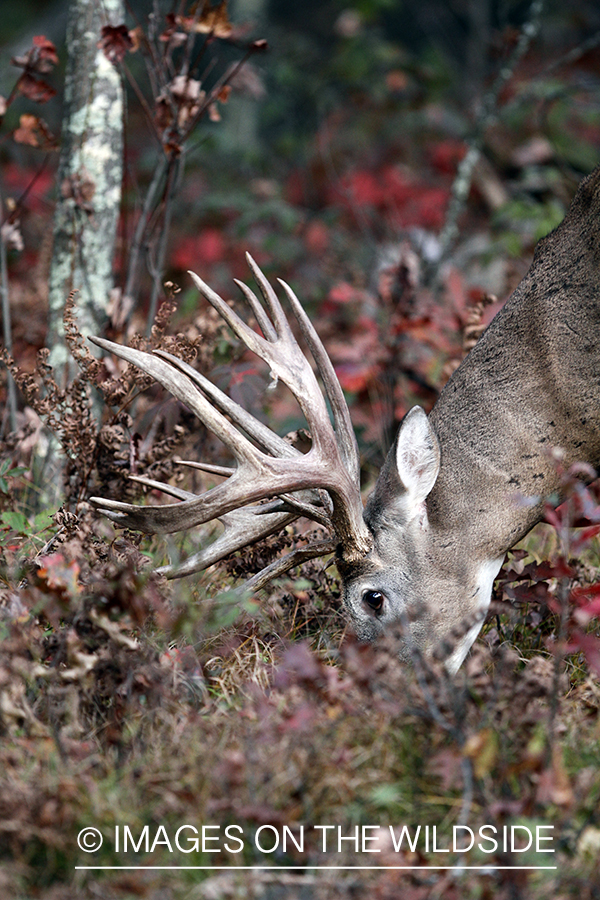 White-tailed buck in habitat. 