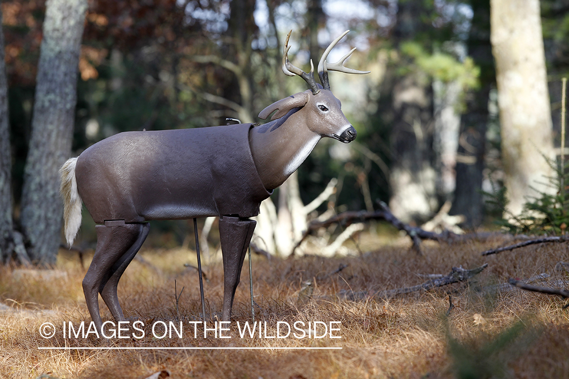 White-tailed buck decoy. 