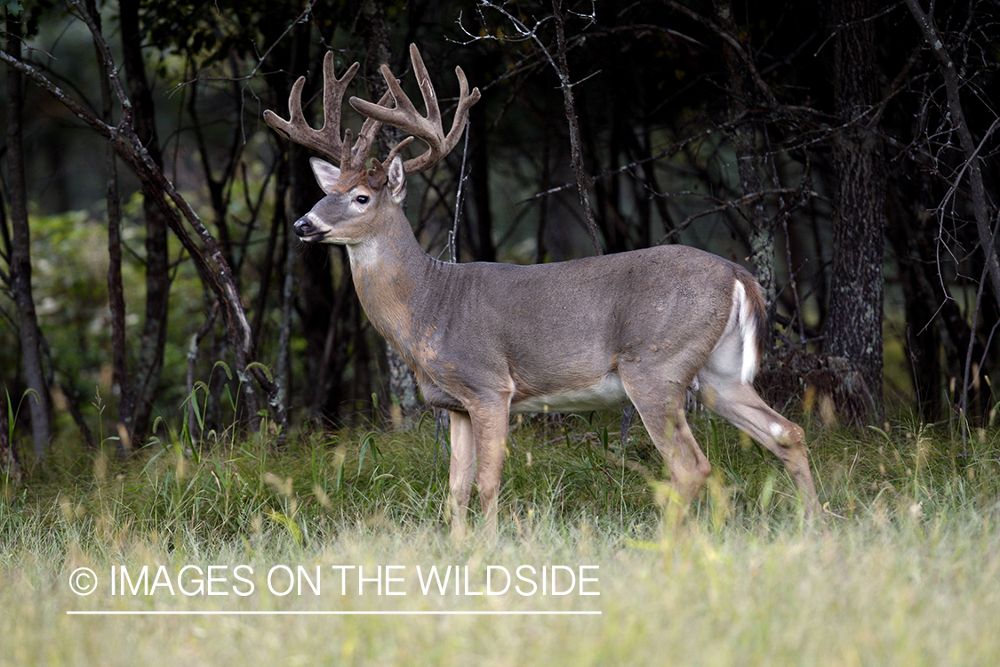 White-tailed buck in habitat.