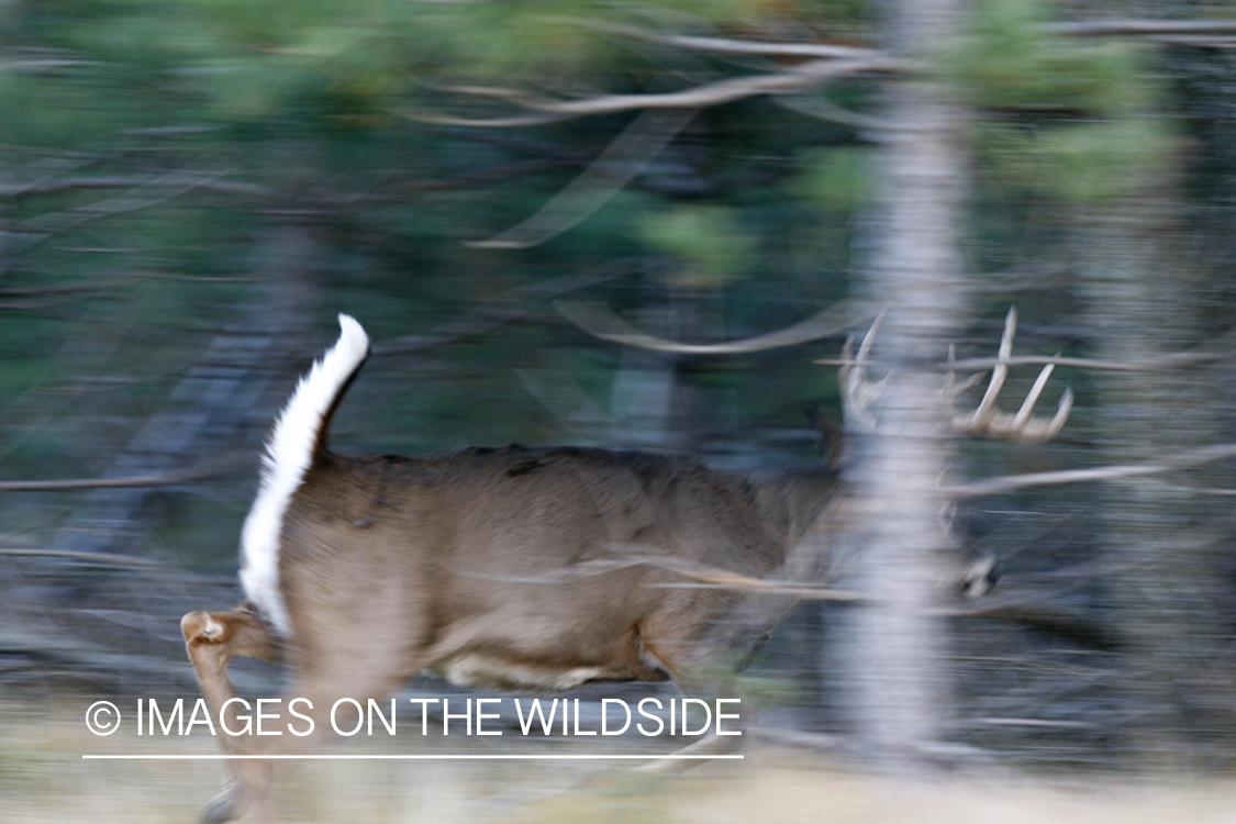 White-tailed buck in running.