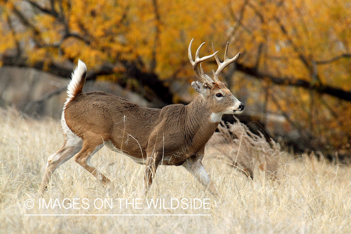 White-tailed buck running.