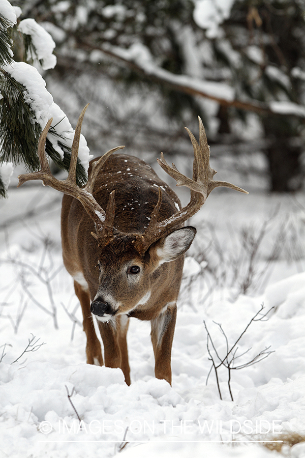 White-tailed buck in winter habitat.