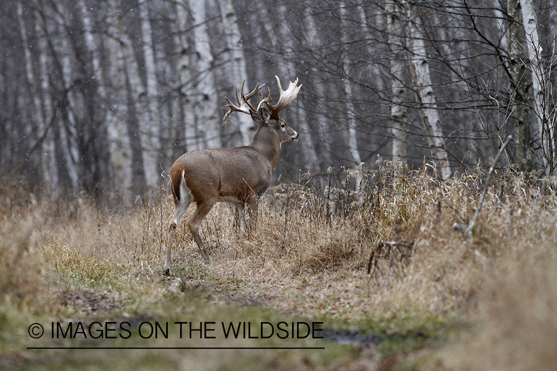 White-tailed buck in habitat.