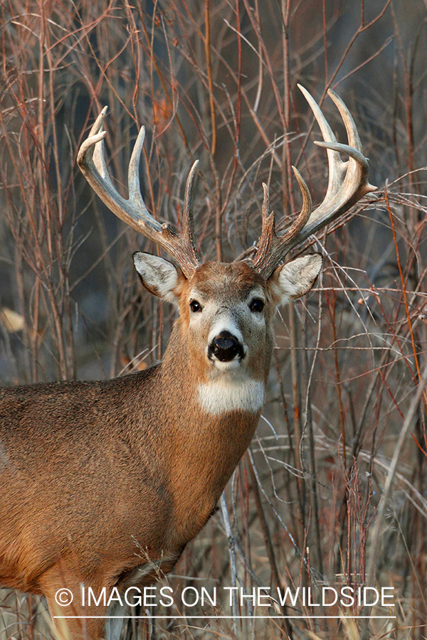 White-tailed buck in habitat.