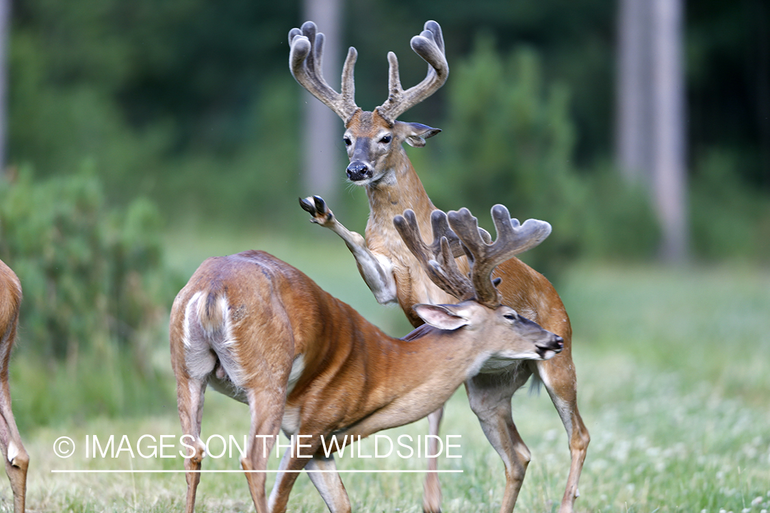 White-tailed bucks fighting in habitat.