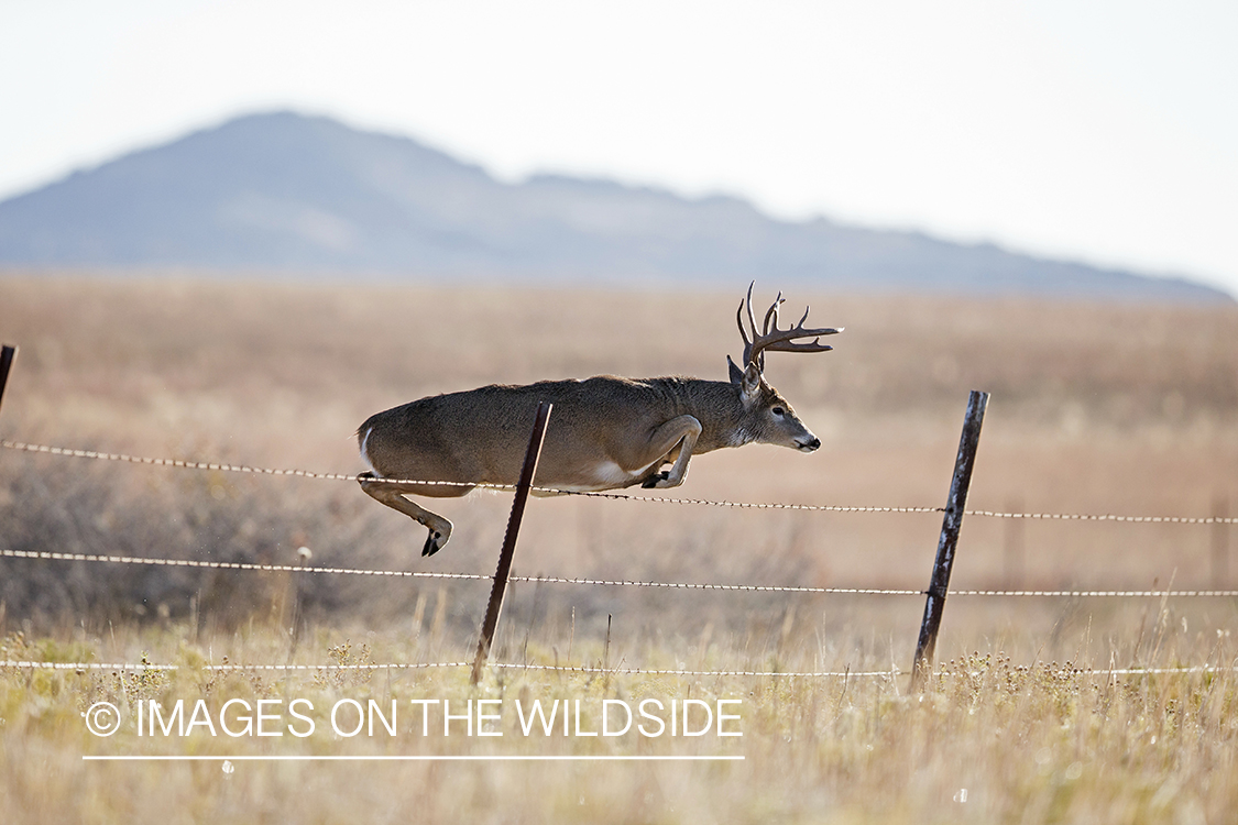 White-tailed buck jumping fence. 