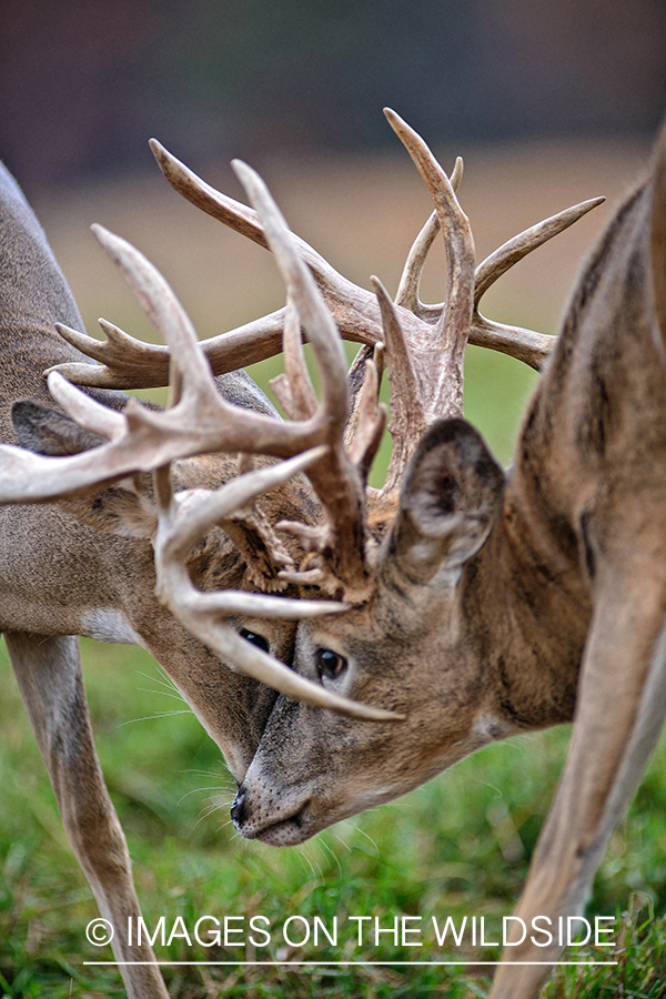 White-tailed bucks fighting.