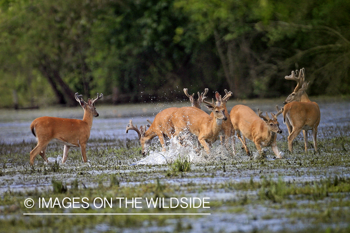 White-tailed bucks in velvet.