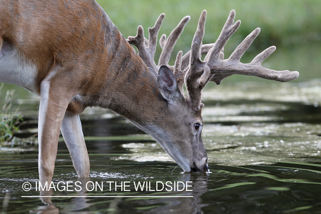 White-tailed buck with reflection.