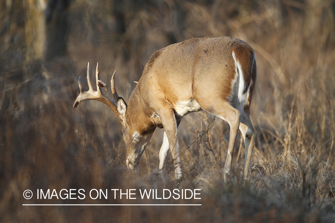 White-tailed buck following doe trail during the rut.
