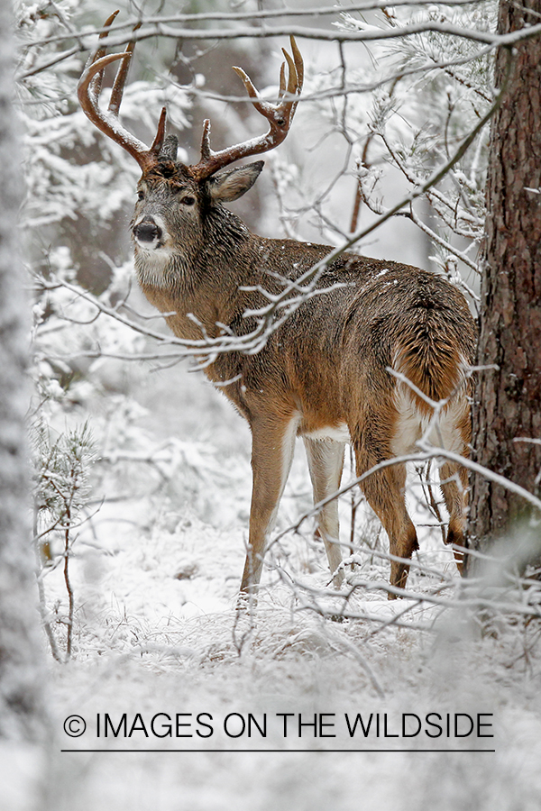 White-tailed buck in winter habitat.