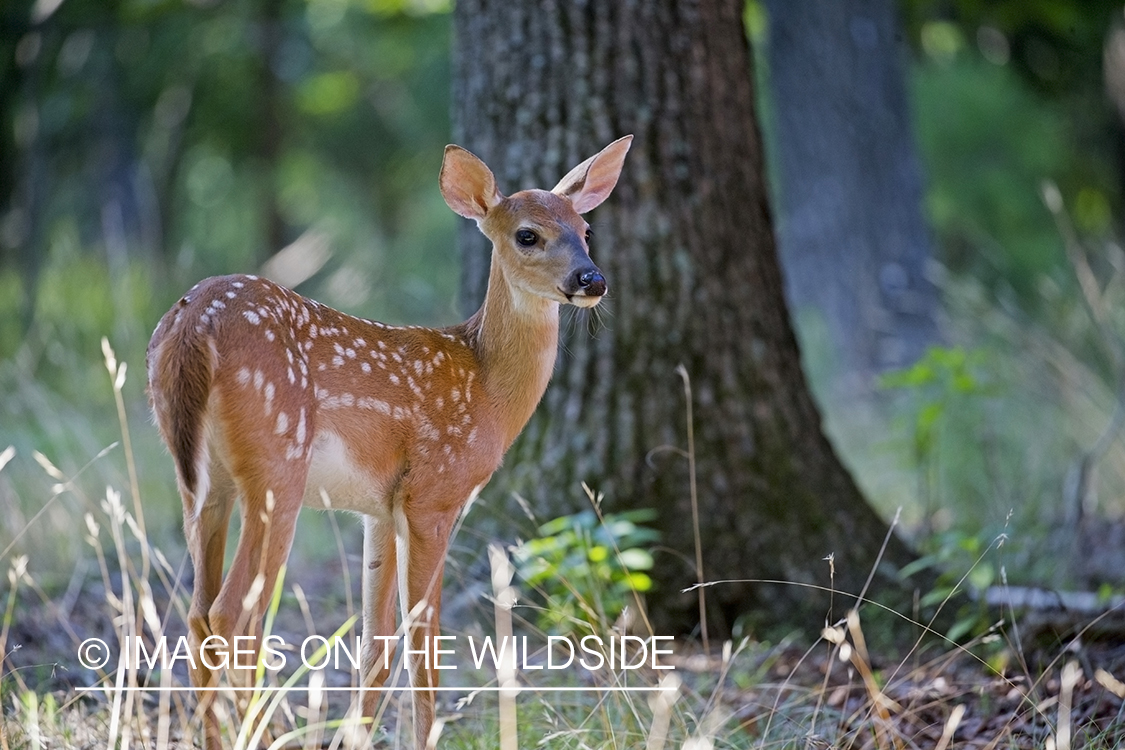 White-tailed fawn in habitat.