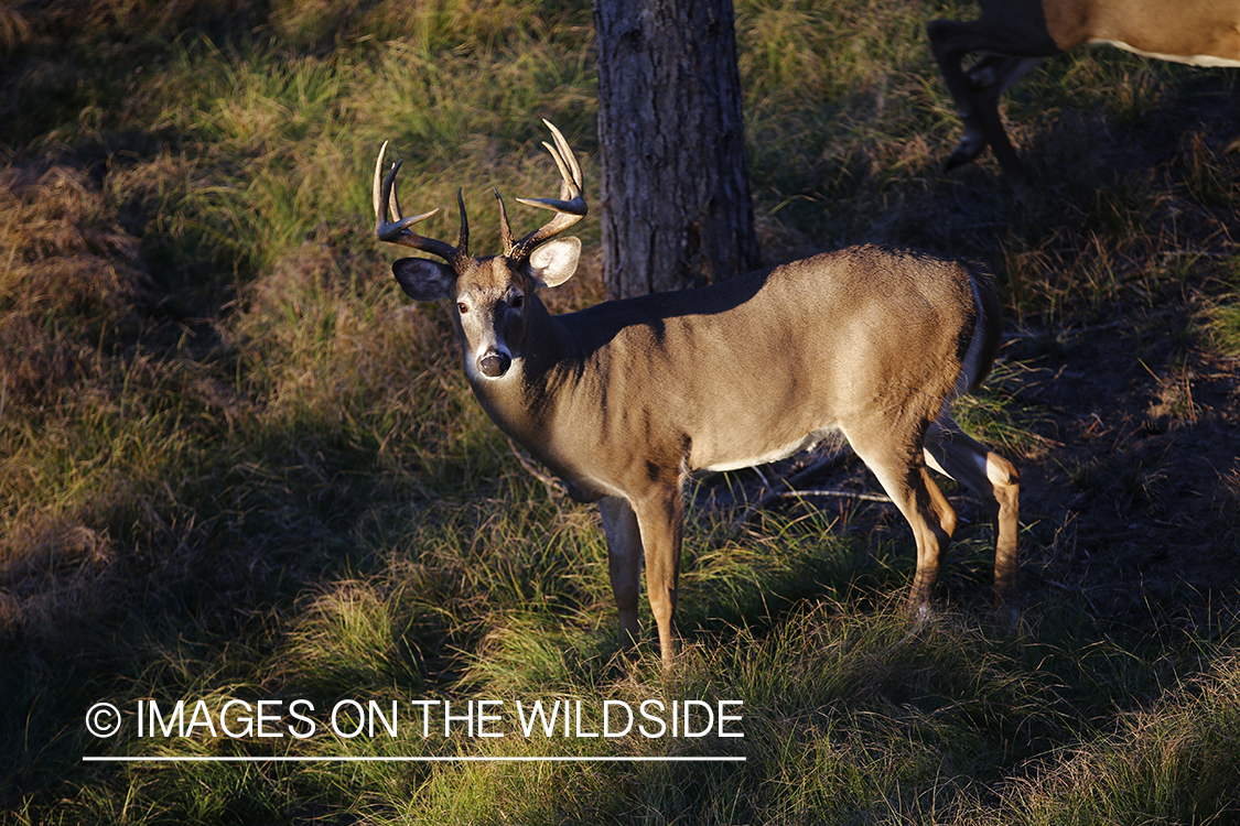 White-tailed buck photographed from tree stand.