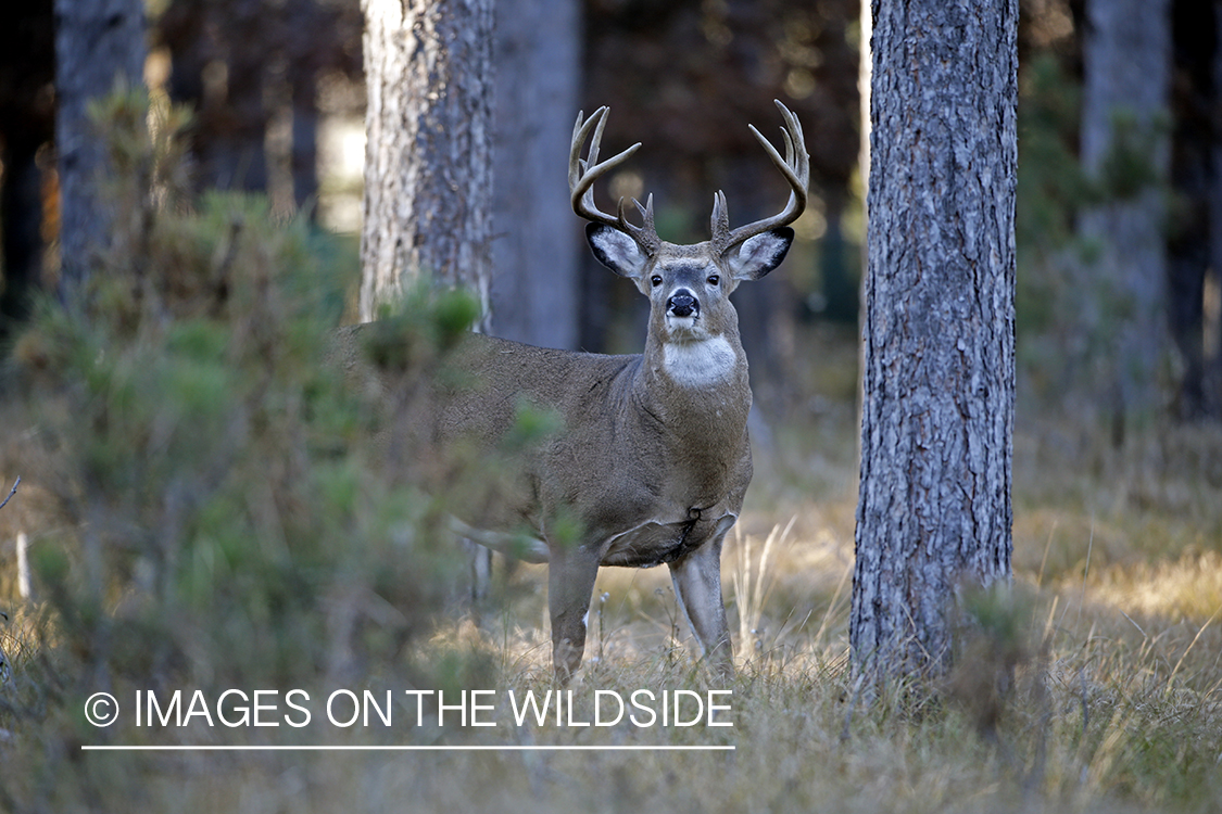 White-tailed buck in the Rut in habitat.