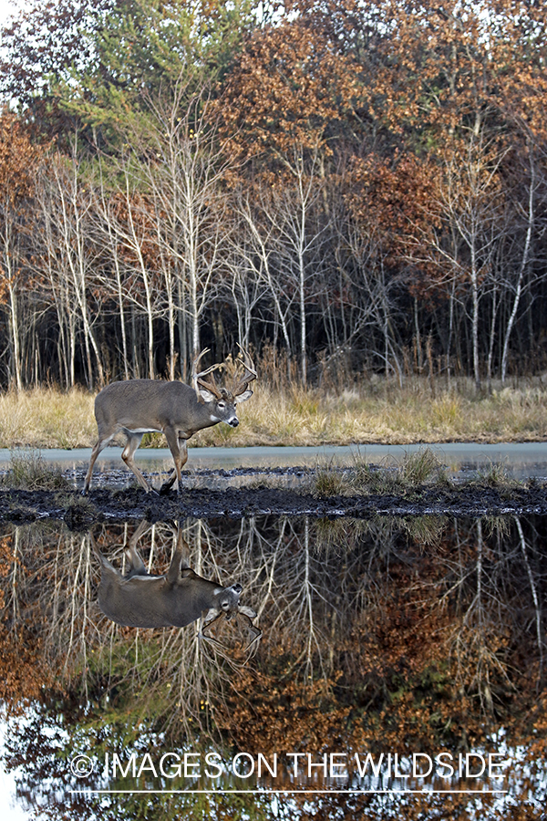 White-tailed buck with reflection in water.