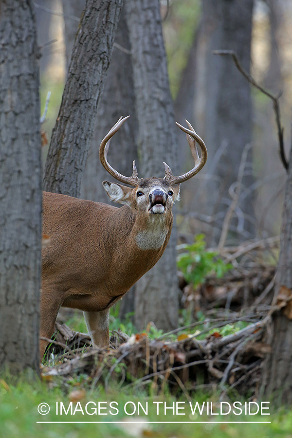 White-tailed buck in habitat.