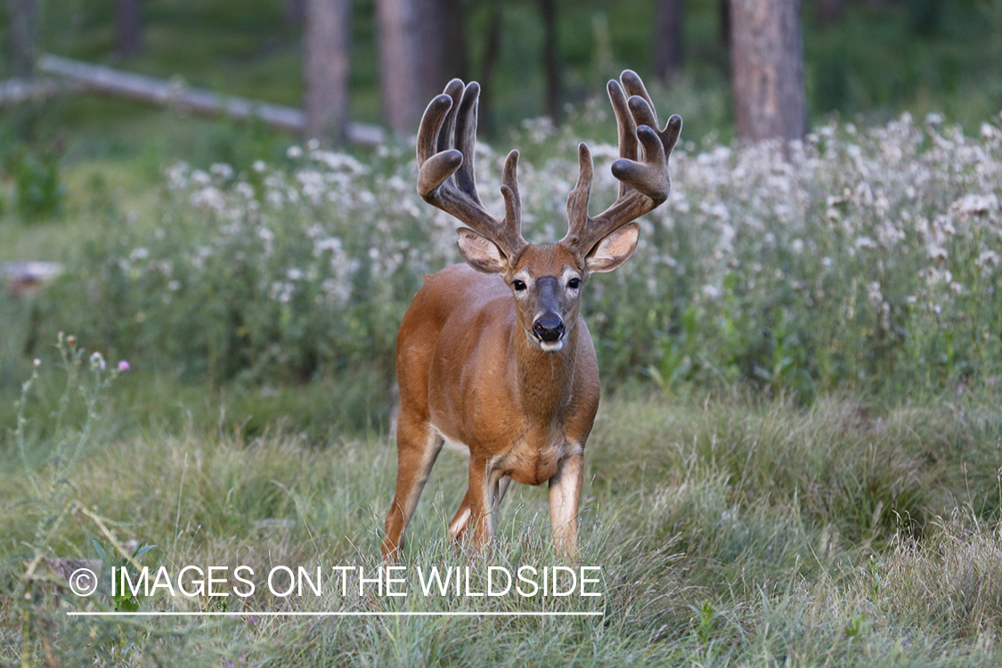 White-tailed buck in velvet.