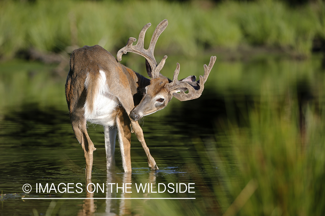 White-tailed deer in velvet next to water. 