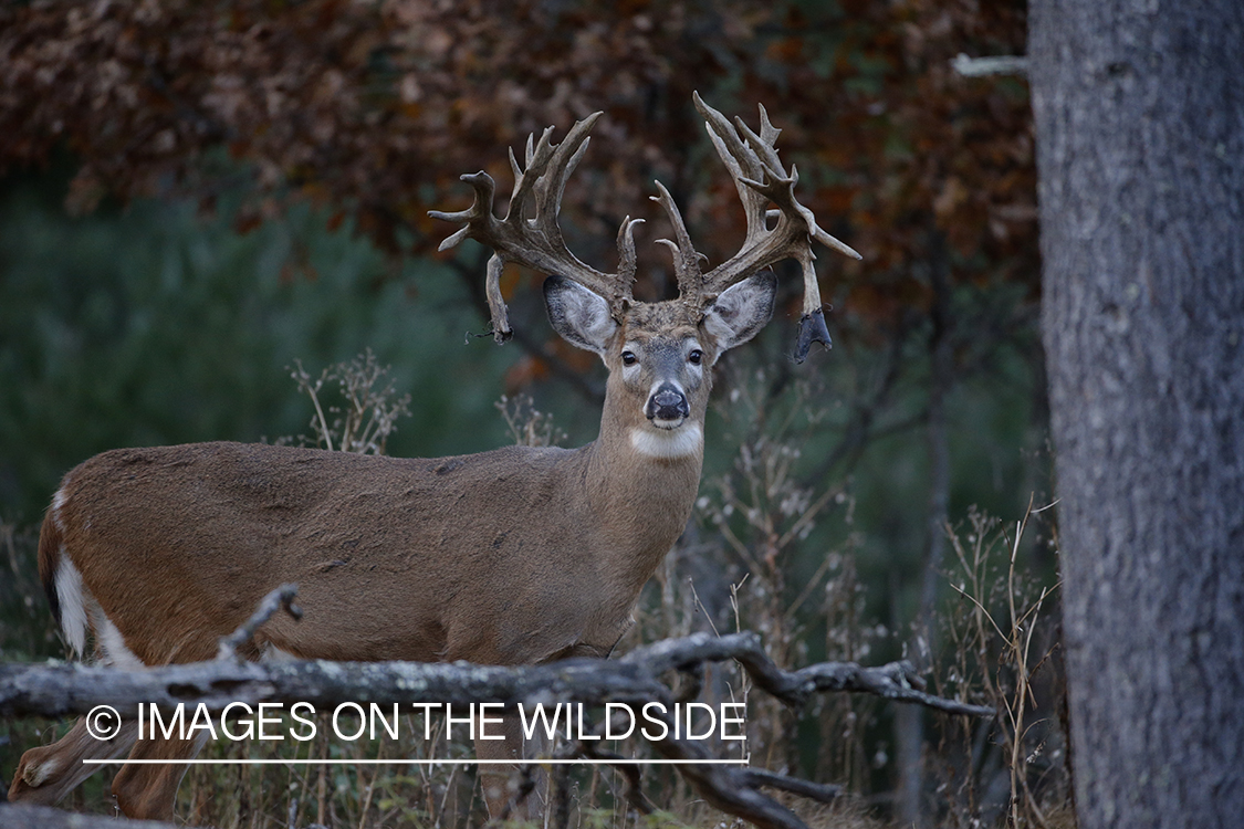 White-tailed buck in field.