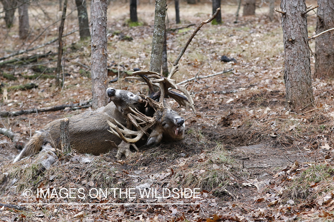 White-tailed deer bucks died fighting with locked antlers.