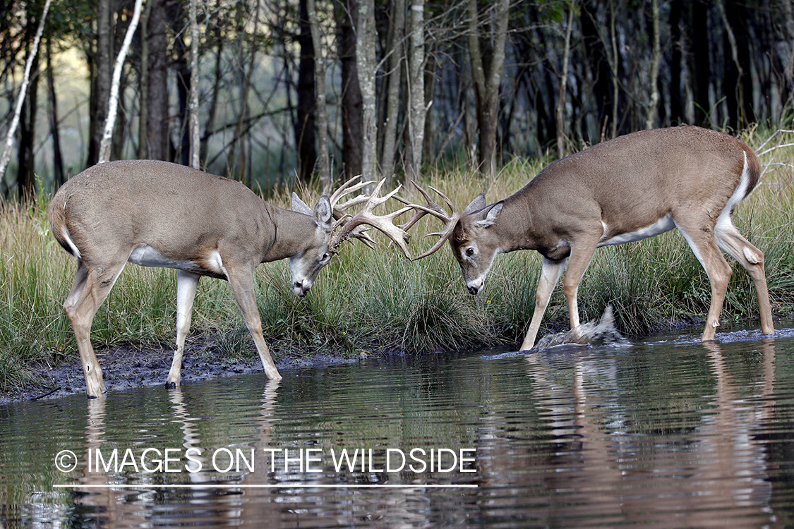 White-tailed bucks fighting.