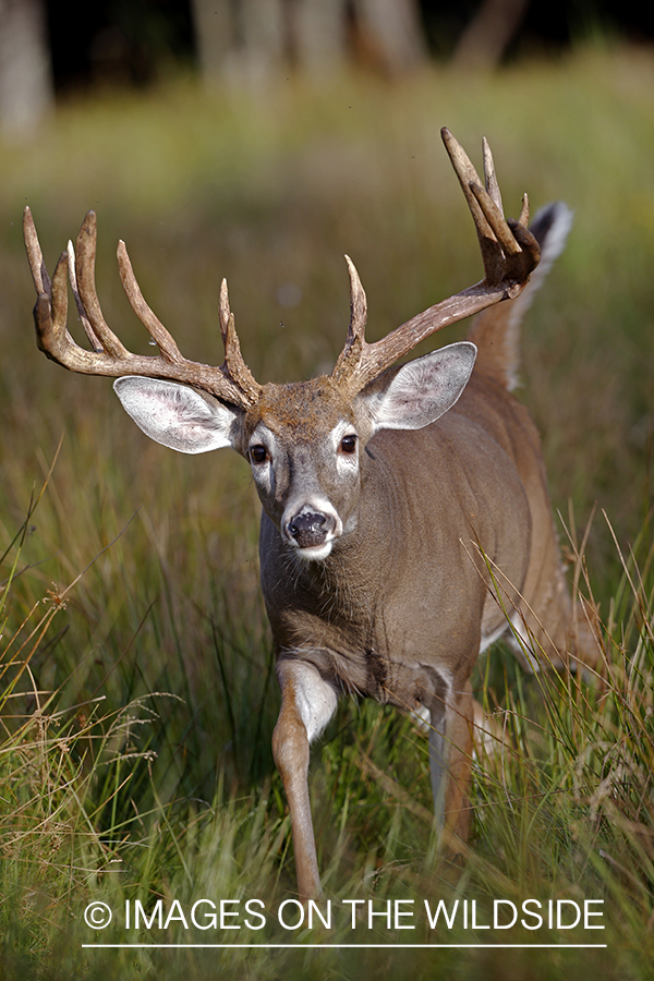 White-tailed buck in the rut.