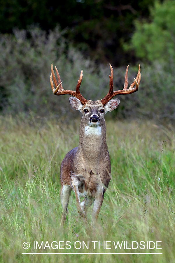 White-tailed buck in the rut.