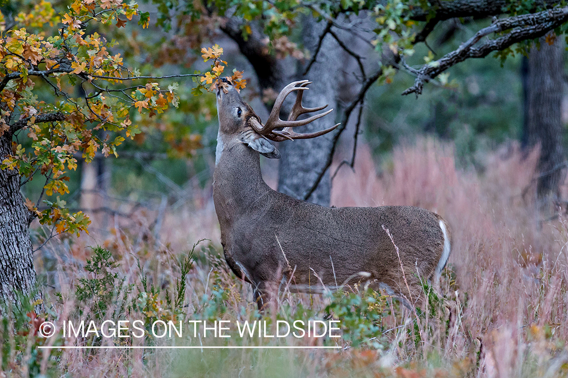 White-tailed buck in field.