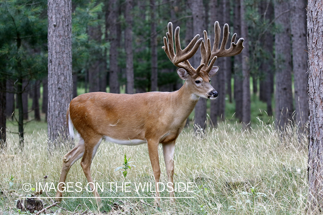 White-tailed buck in Velvet.