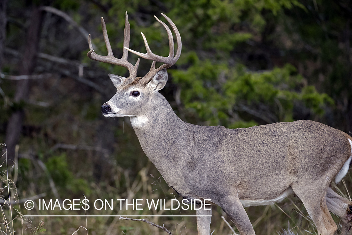 White-tailed buck in field.