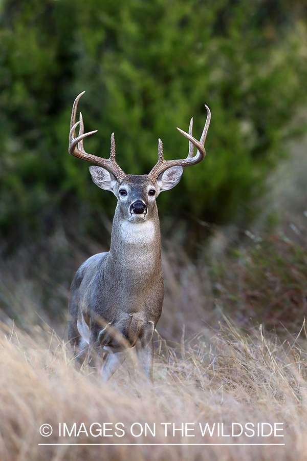 White-tailed buck in field.