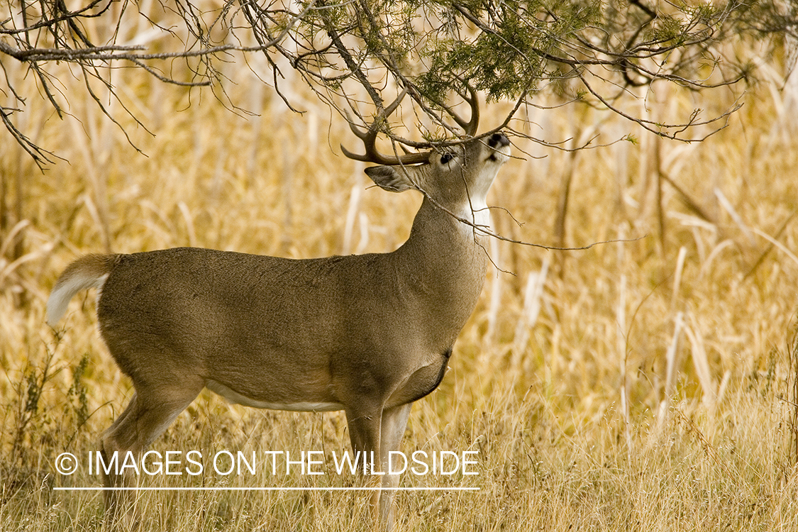 White-tailed deer in habitat