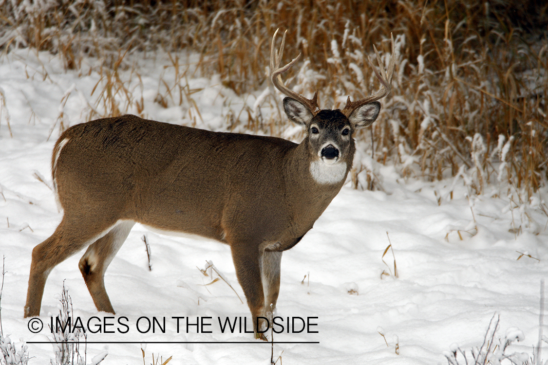 White-tailed deer in habitat