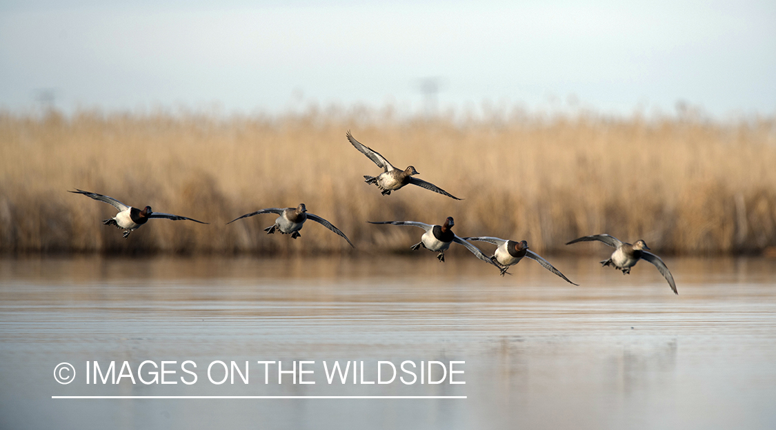 Canvasback in habitat.