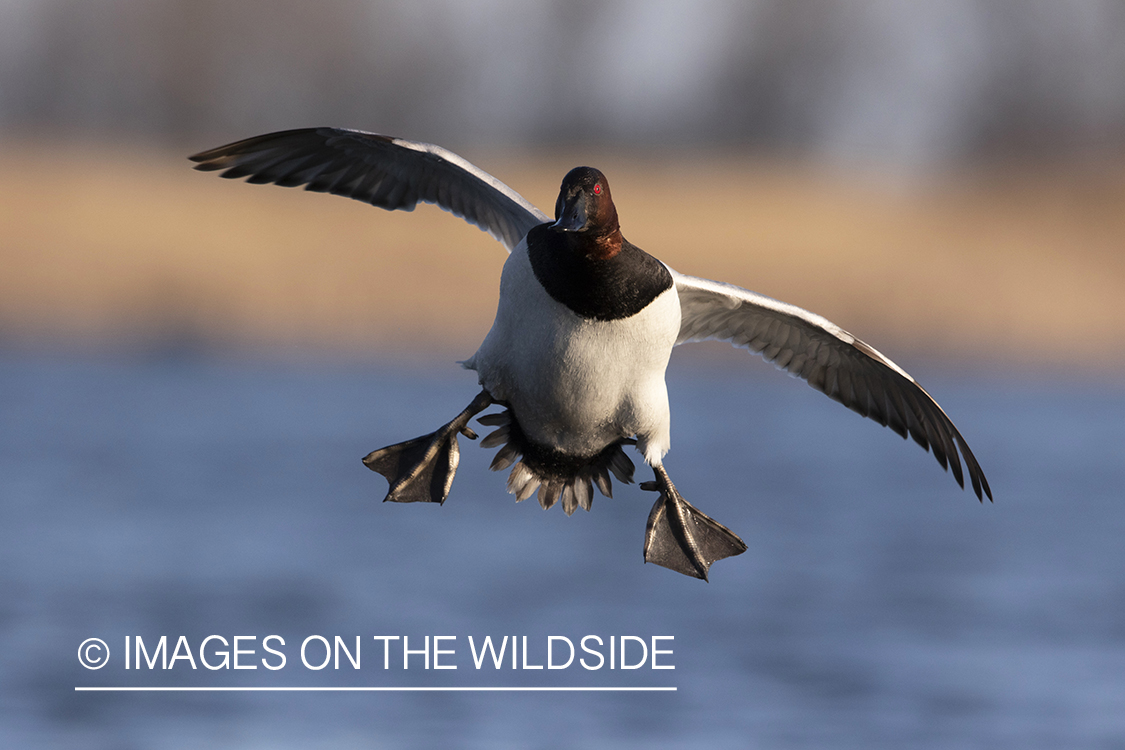 Canvasback drake in flight.