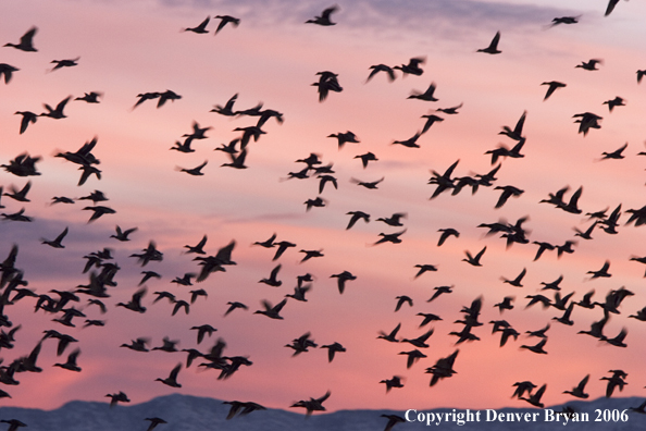 Flock of mallards in flight.