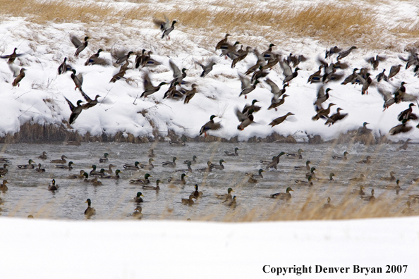 Flock of Mallard Ducks