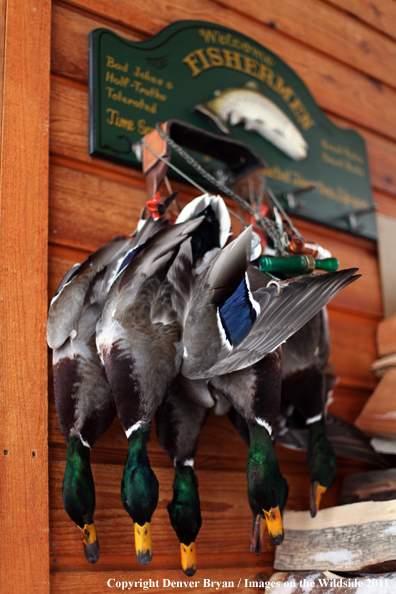 Bagged mallards hanging with duck calls. 